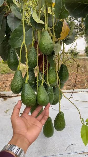 Avocado Farming
