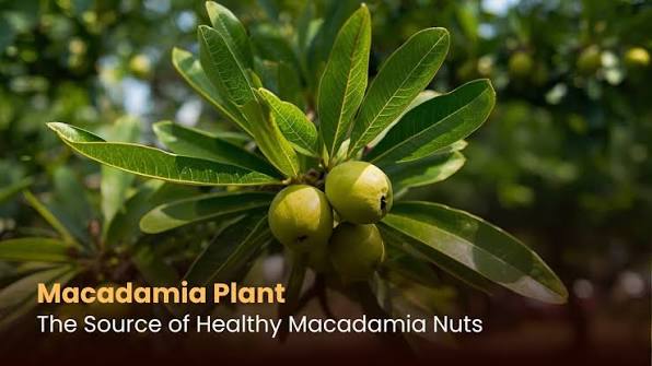 Macadamia Nuts
