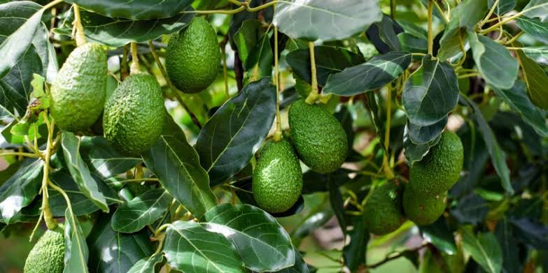 Avocado Farming