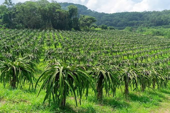 Dragon Fruit Farming