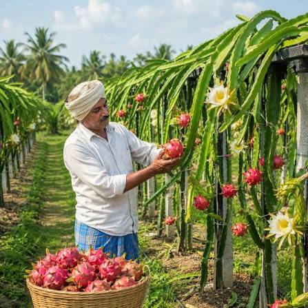 Dragon Fruit Farming