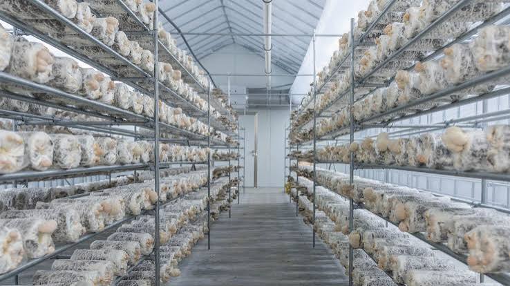 Mushroom Farming 2026