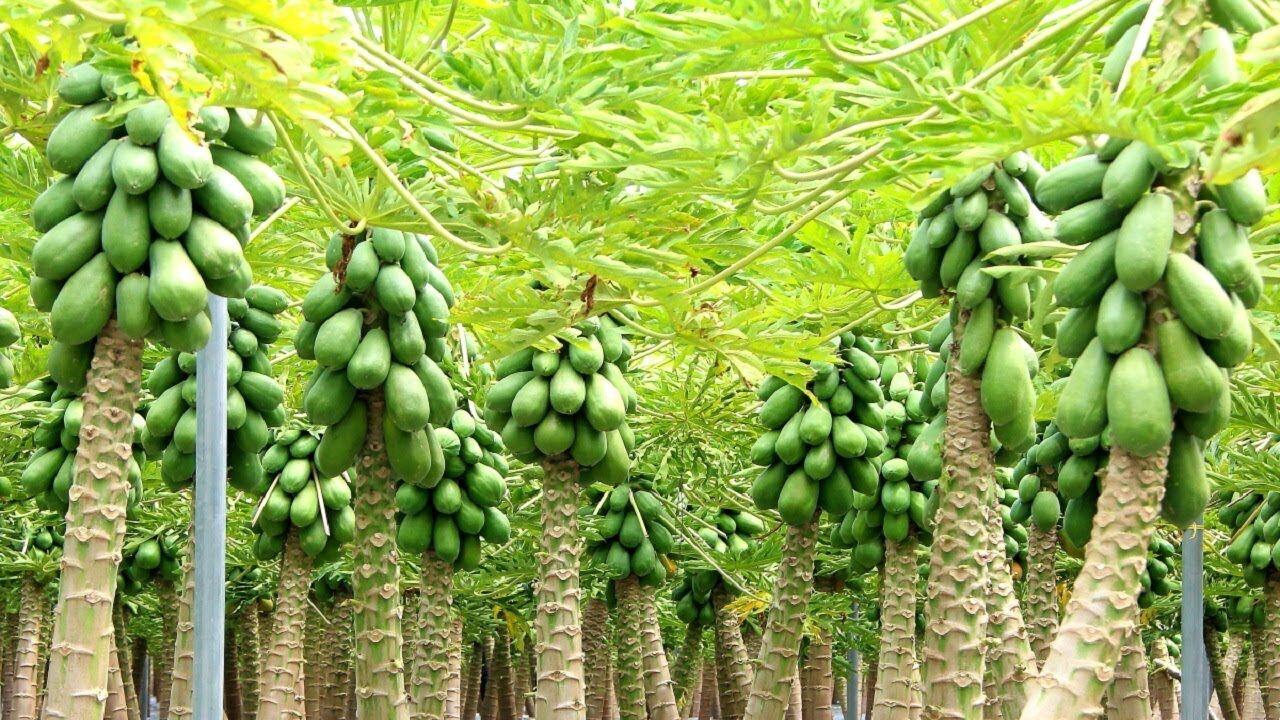 Profitable Farming in India 2026